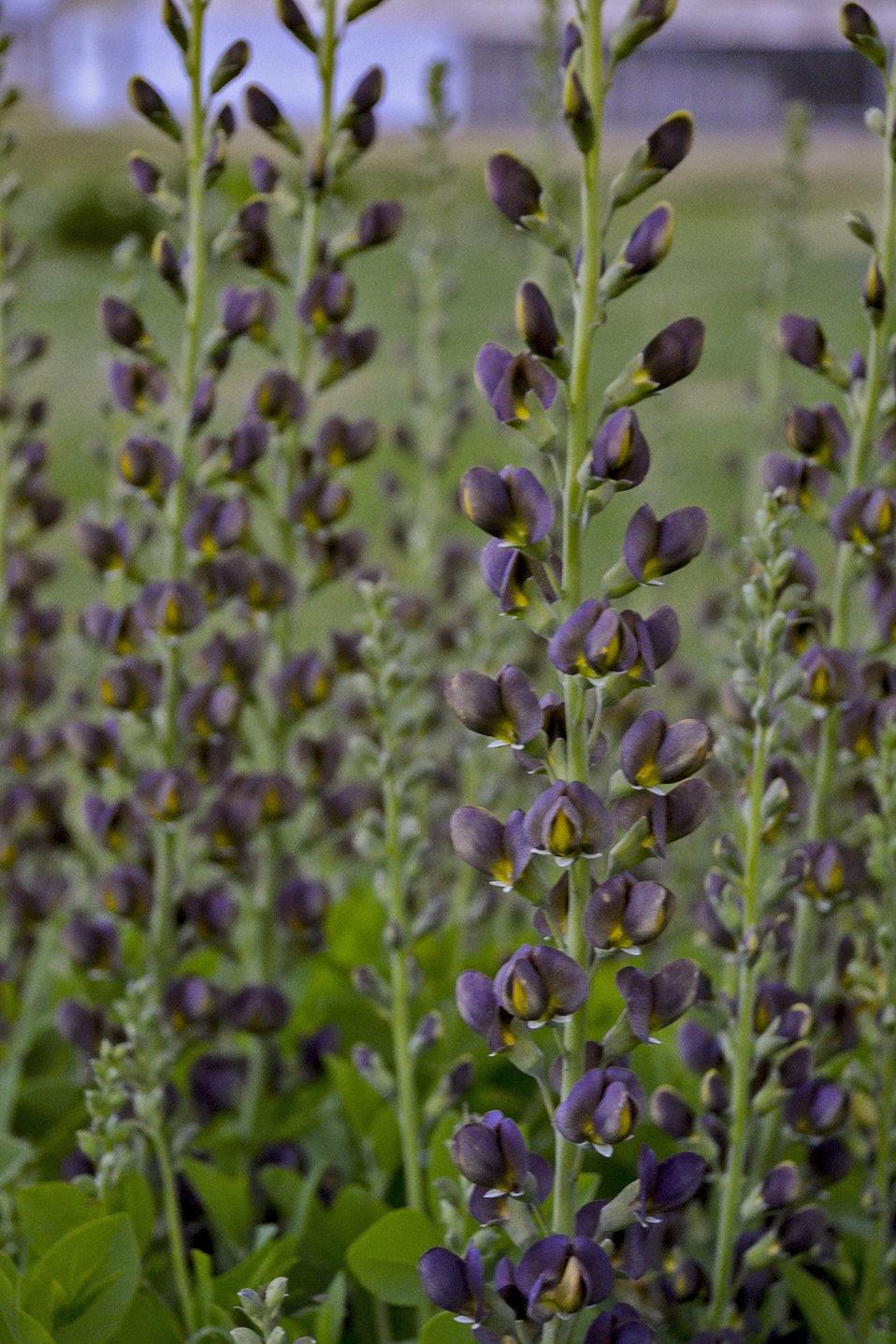 Baptisia Decadence Dark Chocolate - View 9 from www redcrocus com
