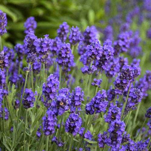 Lavandula Angustifolia Sweet Romance - View 10 from www redcrocus com