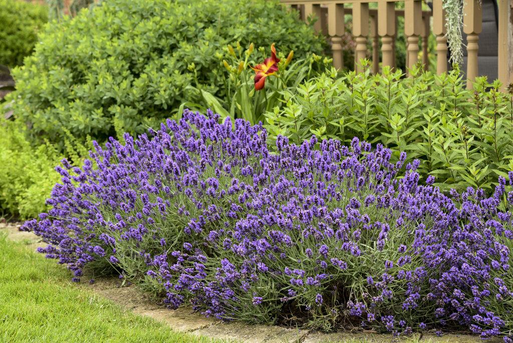 Lavandula Angustifolia Sweet Romance - View 11 from www redcrocus com