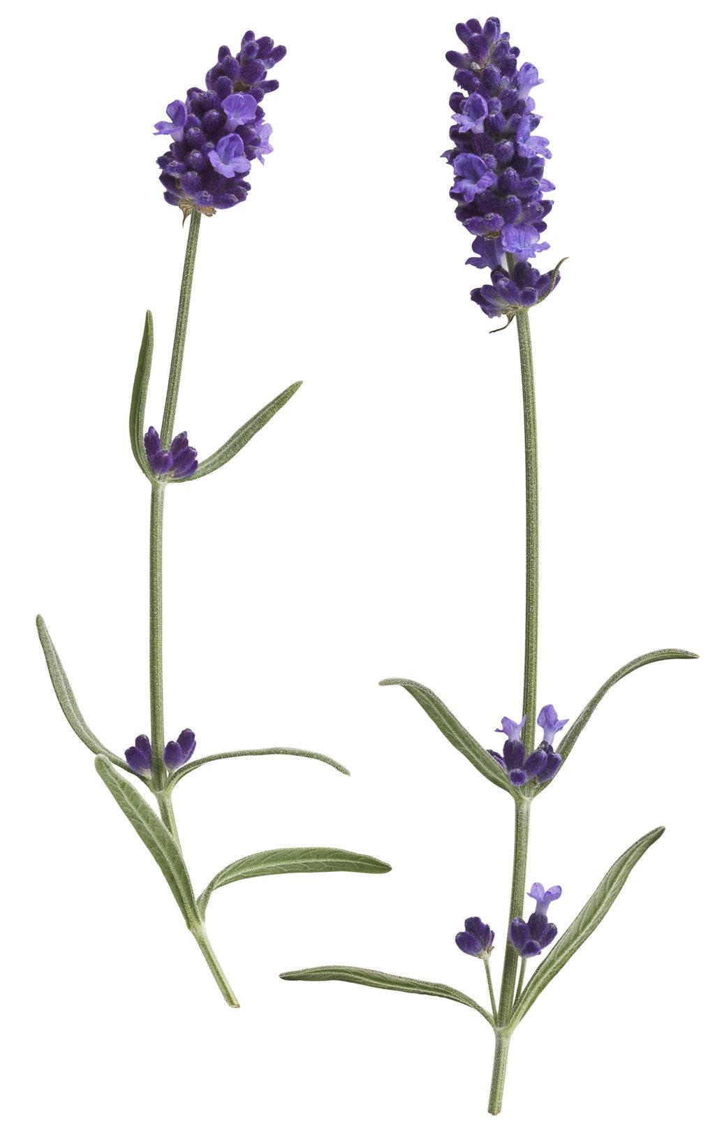 Lavandula Angustifolia Sweet Romance - View 13 from www redcrocus com