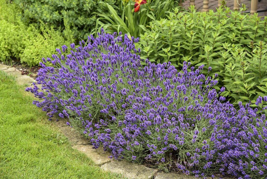 Lavandula Angustifolia Sweet Romance - View 14 from www redcrocus com