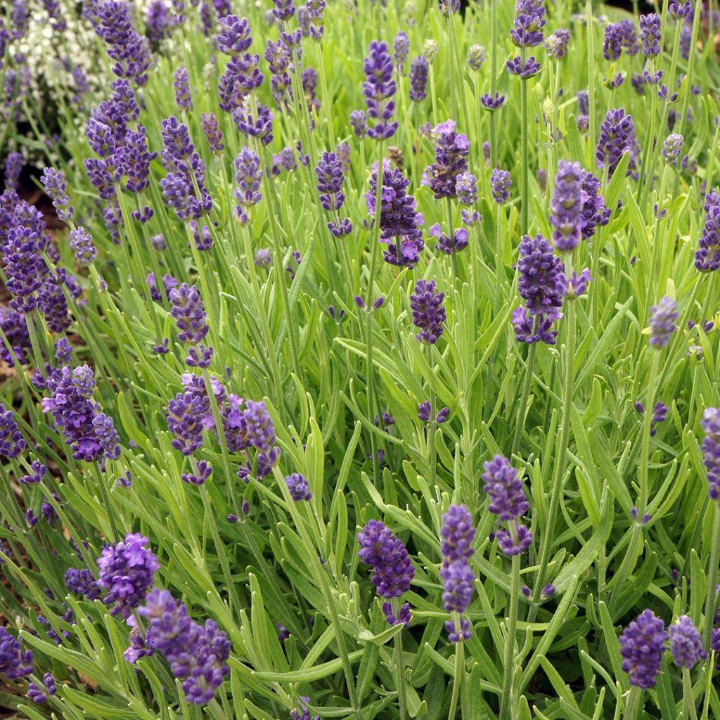Lavandula Angustifolia Sweet Romance - View 15 from www redcrocus com