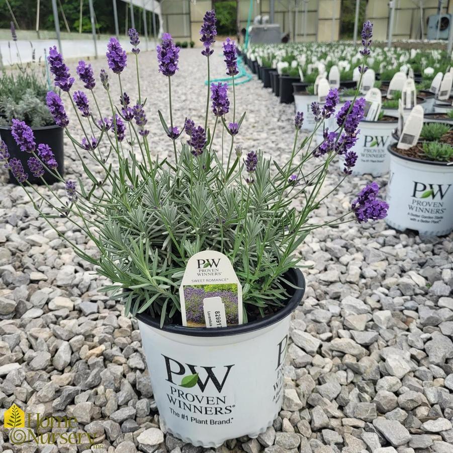 Lavandula Angustifolia Sweet Romance - View 17 from www redcrocus com