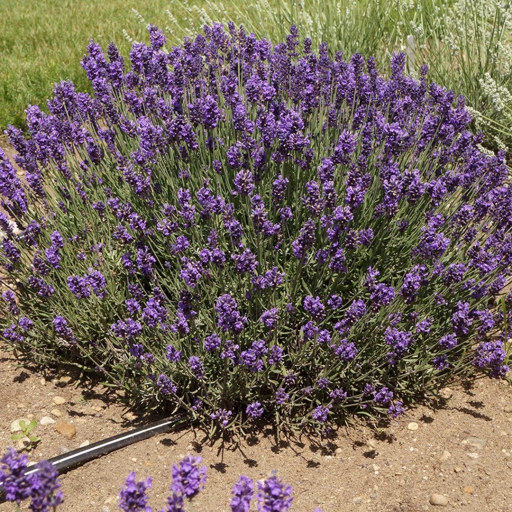 Lavandula Angustifolia Sweet Romance - View 18 from www redcrocus com
