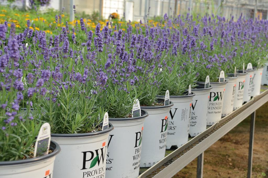 Lavandula Angustifolia Sweet Romance - View 19 from www redcrocus com