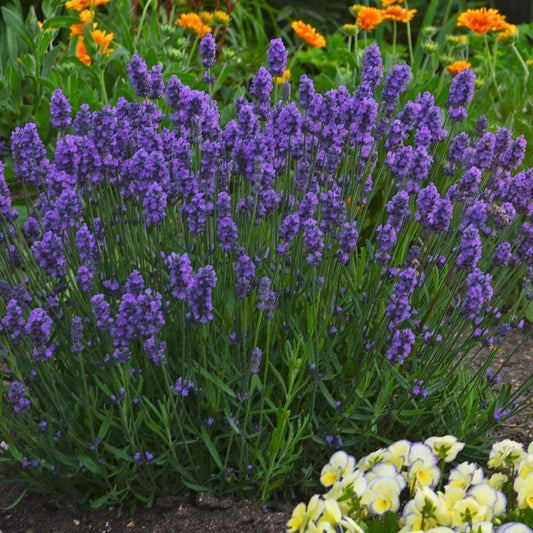 Lavandula Angustifolia Sweet Romance - View 1 from www redcrocus com