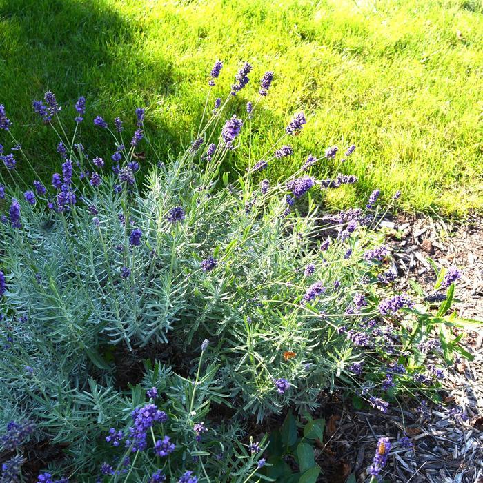 Lavandula Angustifolia Sweet Romance - View 20 from www redcrocus com
