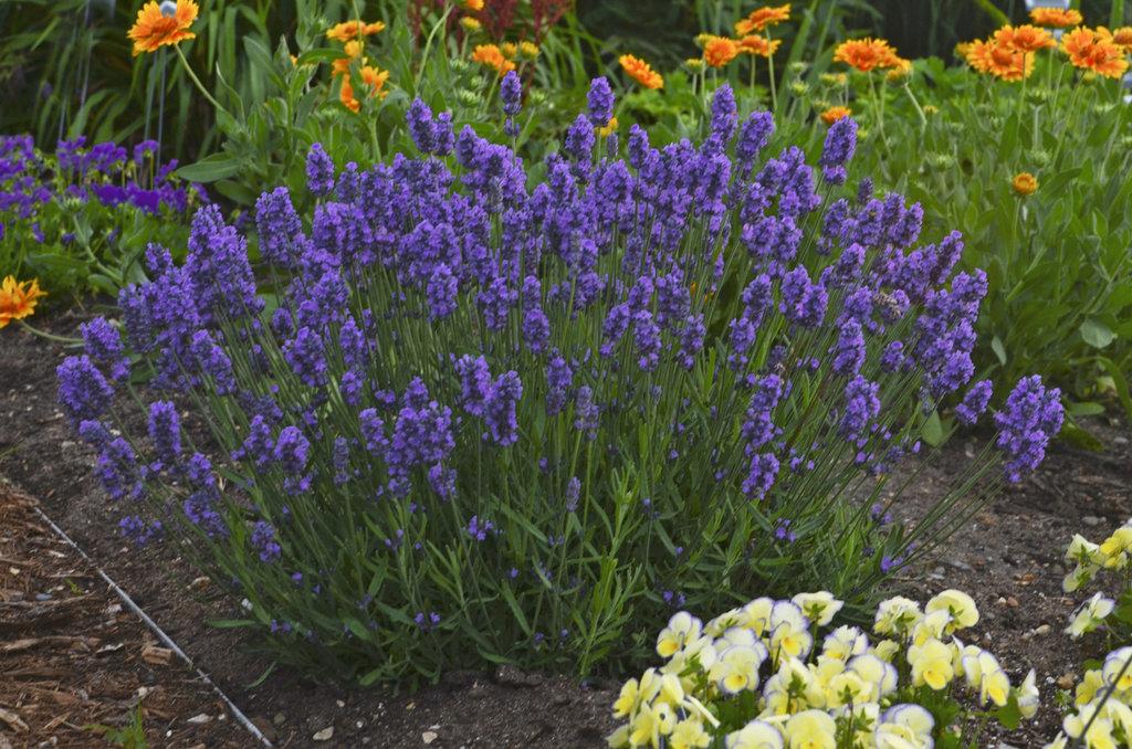 Lavandula Angustifolia Sweet Romance - View 3 from www redcrocus com
