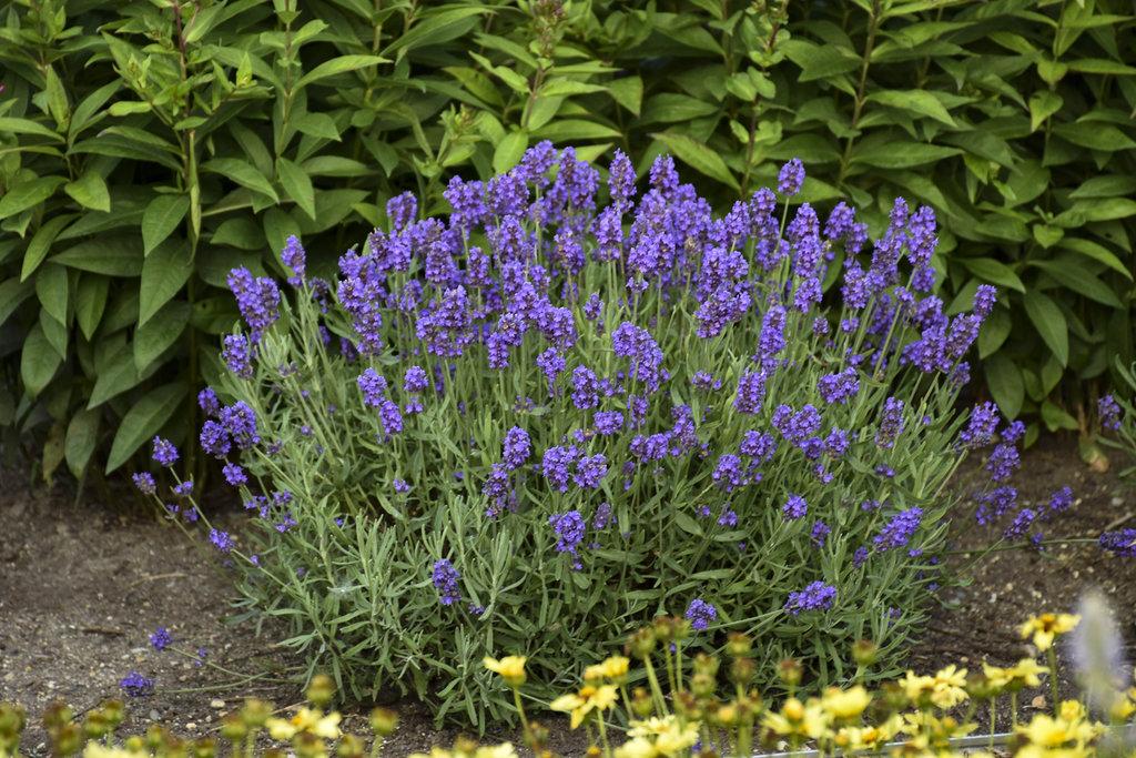 Lavandula Angustifolia Sweet Romance - View 4 from www redcrocus com