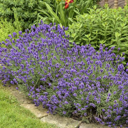 Lavandula Angustifolia Sweet Romance - View 5 from www redcrocus com