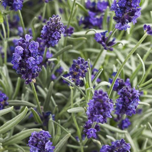 Lavandula Angustifolia Sweet Romance - View 8 from www redcrocus com