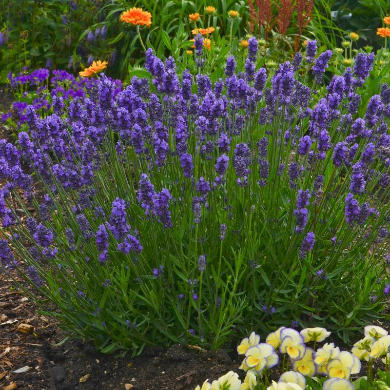 Lavandula Angustifolia Sweet Romance - View 9 from www redcrocus com