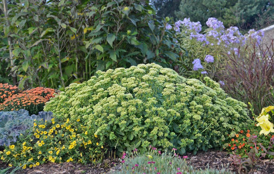 Sedum X Rock N Grow Lemonjade - View 10 from www redcrocus com