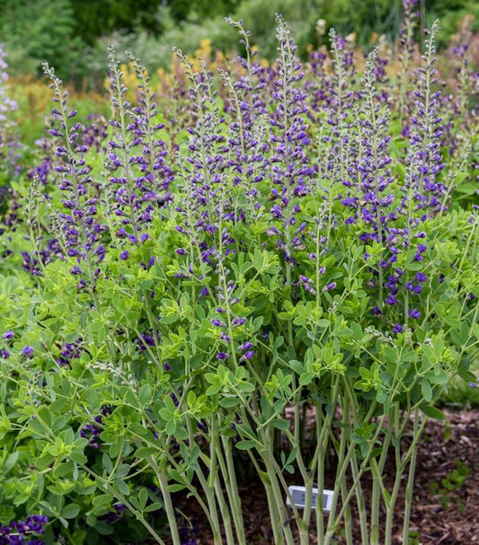 Baptisia 'decadence Periwinkle Popsicle' - View 12 from www redcrocus com