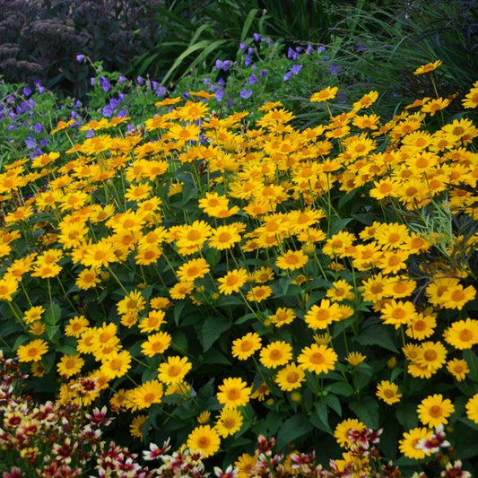 Heliopsis Helianthoides Tuscan Sun - View 1 from www redcrocus com