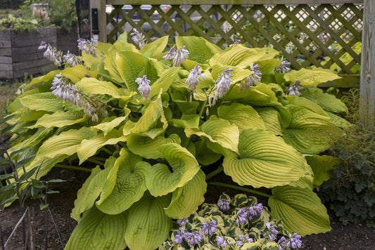 Hosta X Shadowland Coast To Coast 10 341ff5aa E2ba 45c5 Be74 1e34acafceda from www redcrocus com
