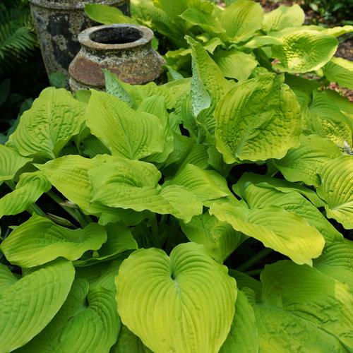 Hosta X Shadowland Coast To Coast - View 11 from www redcrocus com