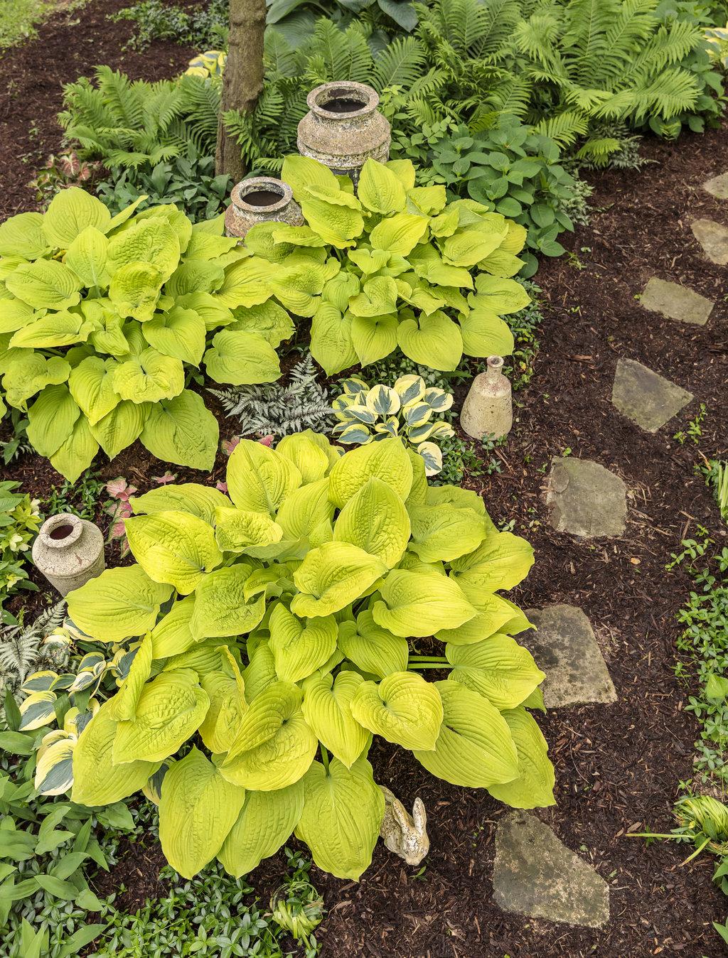 Hosta X Shadowland Coast To Coast - View 12 from www redcrocus com