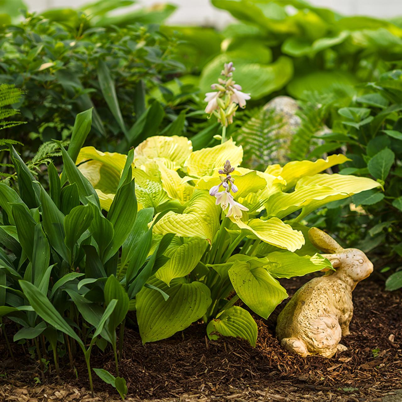 Hosta X Shadowland Coast To Coast - View 17 from www redcrocus com