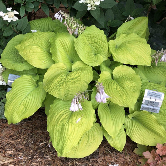 Hosta X Shadowland Coast To Coast - View 1 from www redcrocus com