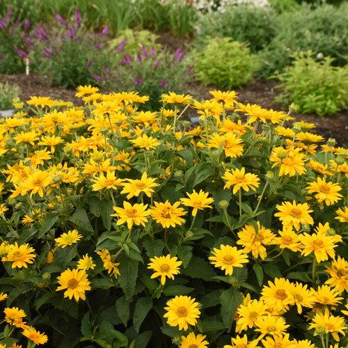 Heliopsis Helianthoides 'tuscan Gold' - View 1 from www redcrocus com