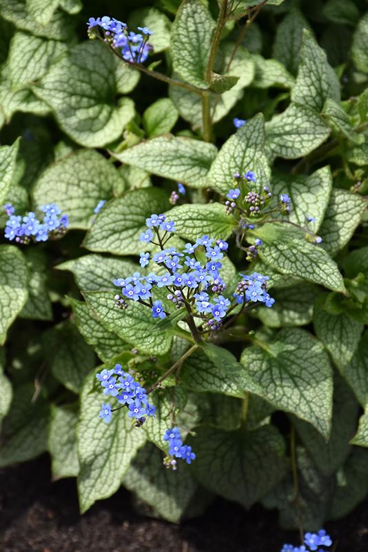 Brunnera Macrophylla Queen Of Hearts - View 11 from www redcrocus com