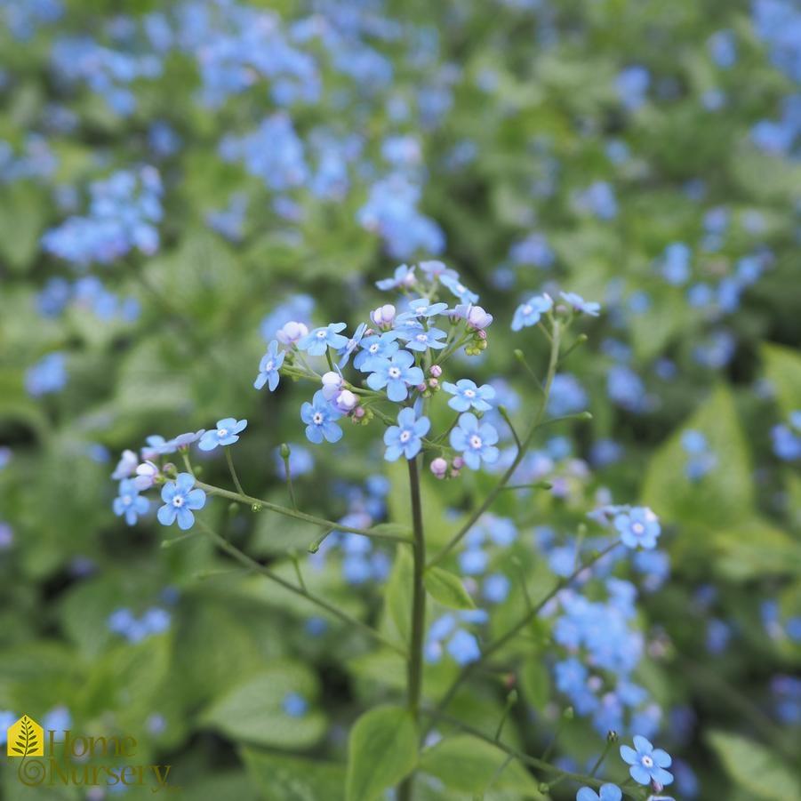 Brunnera Macrophylla Queen Of Hearts - View 13 from www redcrocus com
