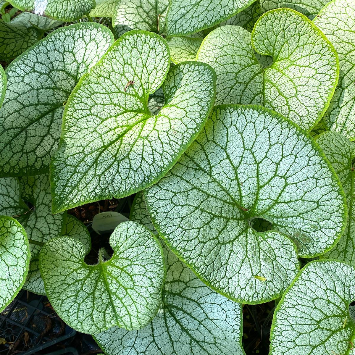 Brunnera Macrophylla Queen Of Hearts - View 18 from www redcrocus com