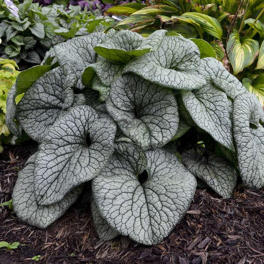 Brunnera Macrophylla Queen Of Hearts - View 1 from www redcrocus com