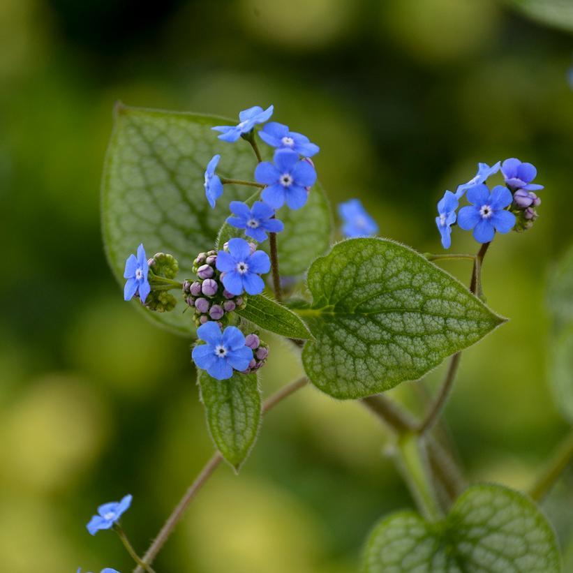 Brunnera Macrophylla Queen Of Hearts - View 2 from www redcrocus com
