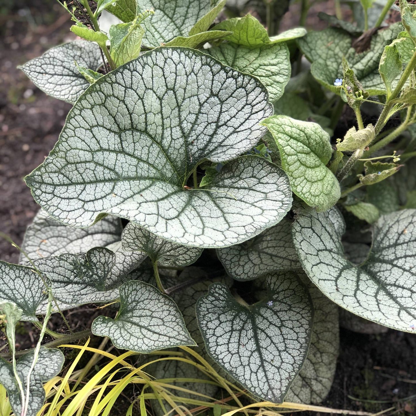 Brunnera Macrophylla Queen Of Hearts - View 4 from www redcrocus com
