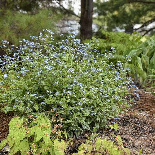 Brunnera Macrophylla Queen Of Hearts - View 5 from www redcrocus com