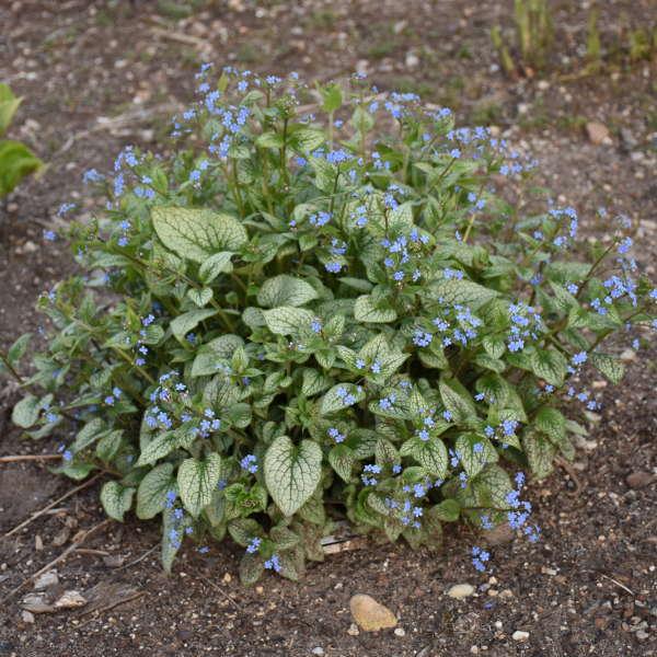 Brunnera Macrophylla Queen Of Hearts - View 9 from www redcrocus com