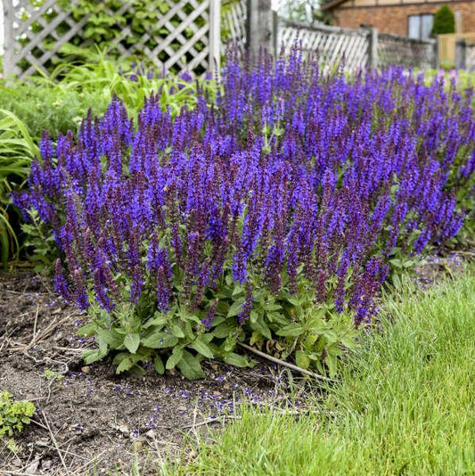 Salvia Nemorosa 'violet Profusion' - View 1 from www redcrocus com