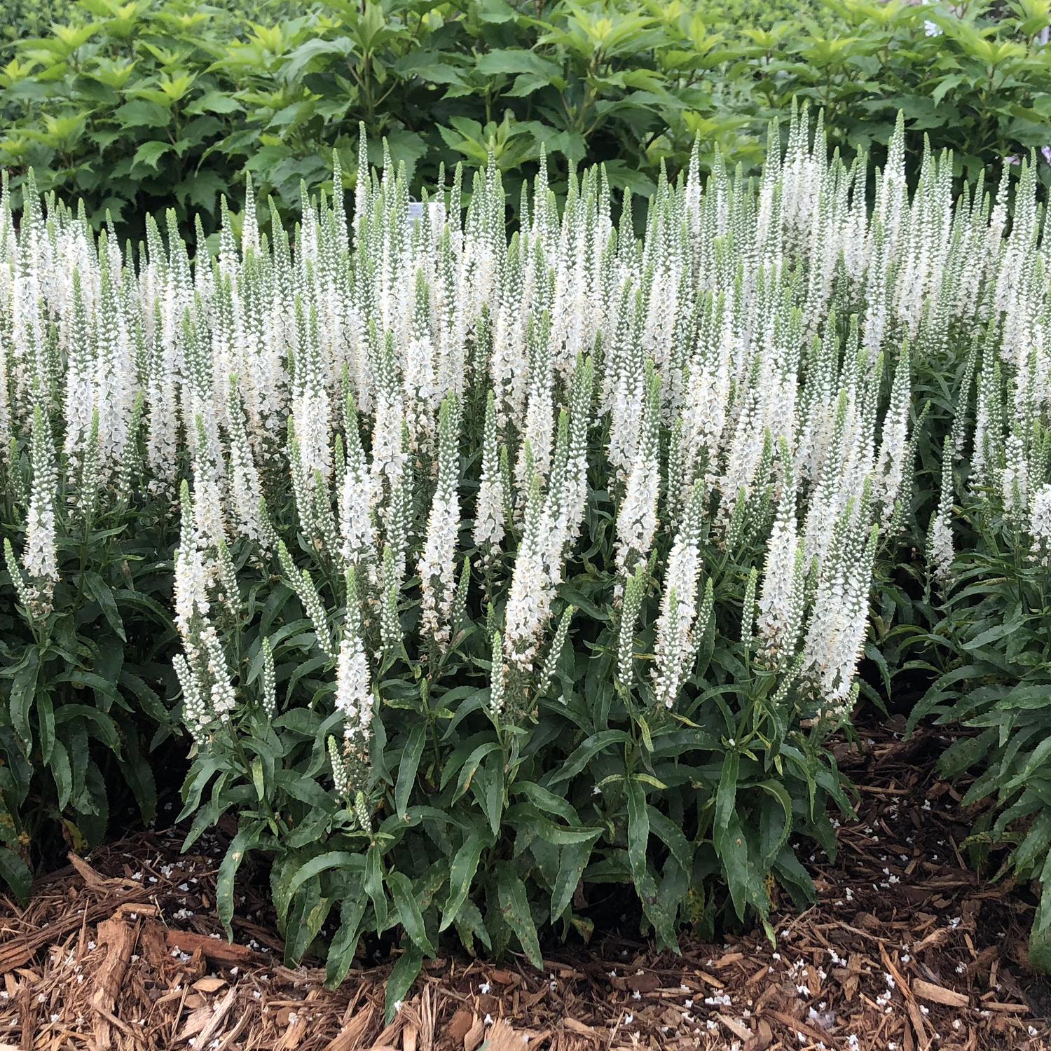 Veronica 'magic Show White Wands' - View 8 from www redcrocus com