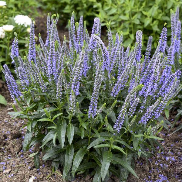 Veronica 'magic Show Ever After' - View 10 from www redcrocus com