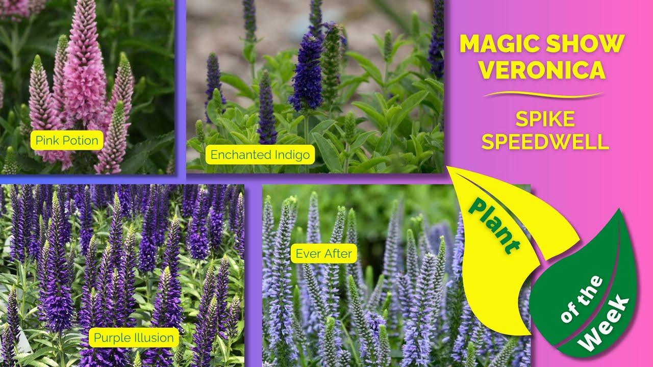 Veronica 'magic Show Ever After' - View 12 from www redcrocus com