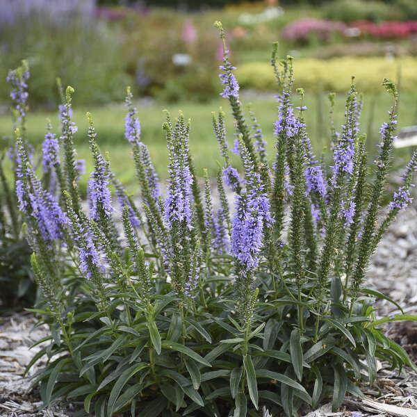 Veronica 'magic Show Ever After' - View 13 from www redcrocus com