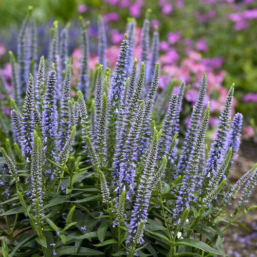 Veronica 'magic Show Ever After' - View 14 from www redcrocus com