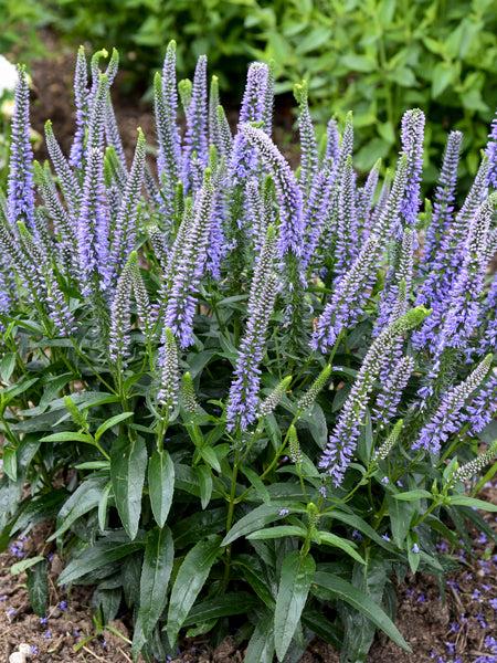 Veronica 'magic Show Ever After' - View 15 from www redcrocus com