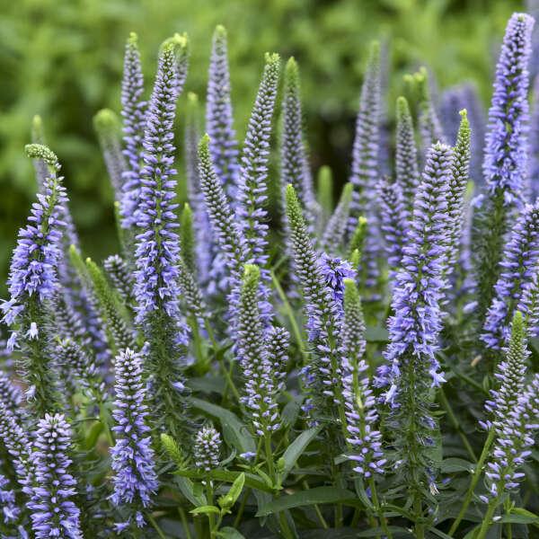 Veronica 'magic Show Ever After' - View 16 from www redcrocus com