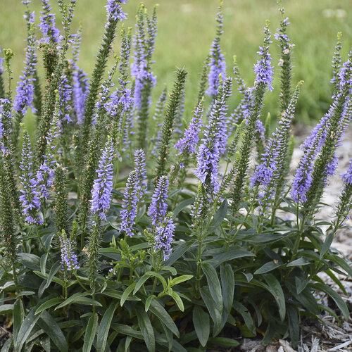 Veronica 'magic Show Ever After' - View 17 from www redcrocus com