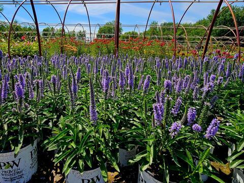 Veronica 'magic Show Ever After' - View 18 from www redcrocus com