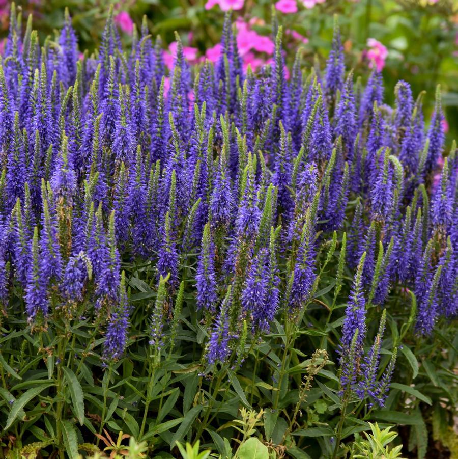 Veronica 'magic Show Ever After' - View 19 from www redcrocus com