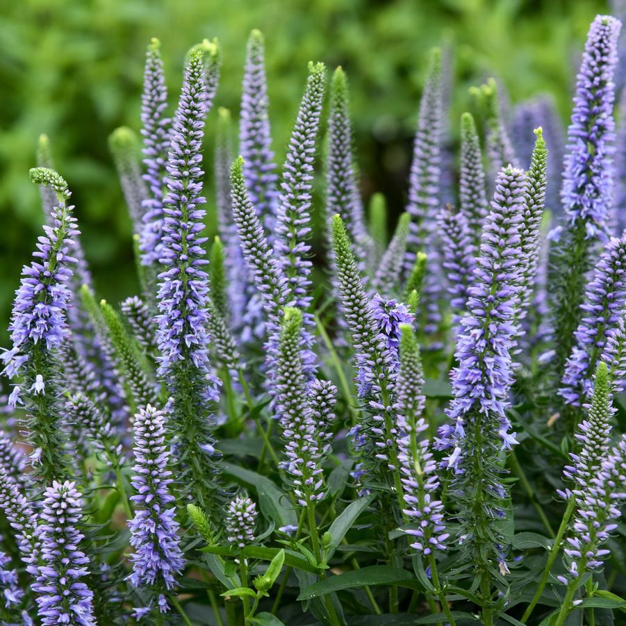 Veronica 'magic Show Ever After' - View 20 from www redcrocus com