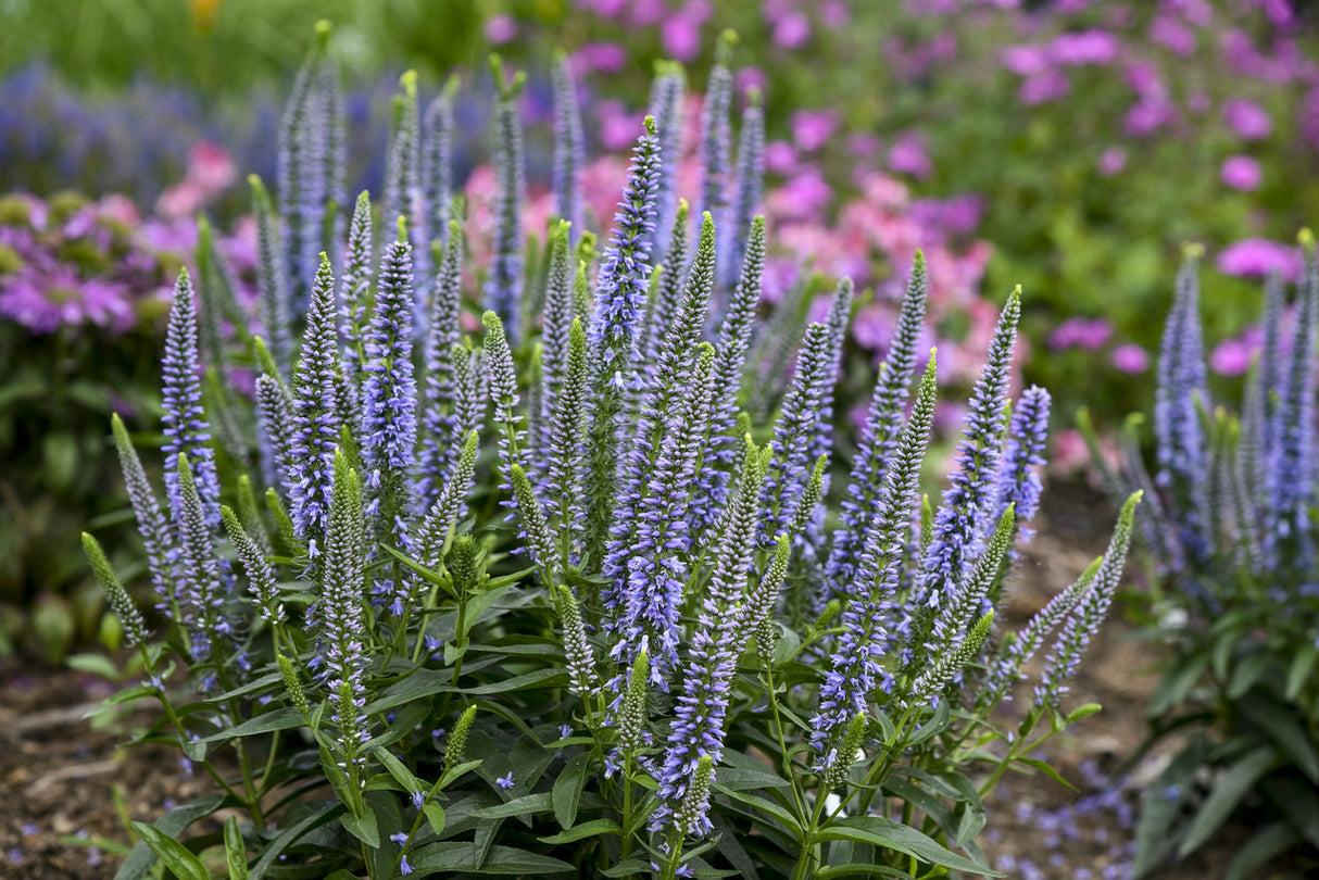 Veronica 'magic Show Ever After' - View 21 from www redcrocus com