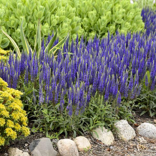 Veronica 'magic Show Ever After' - View 22 from www redcrocus com
