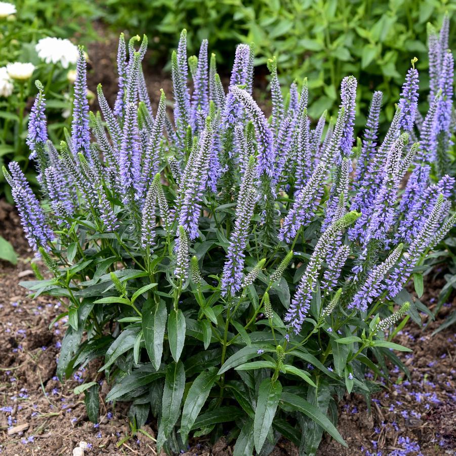 Veronica 'magic Show Ever After' - View 23 from www redcrocus com