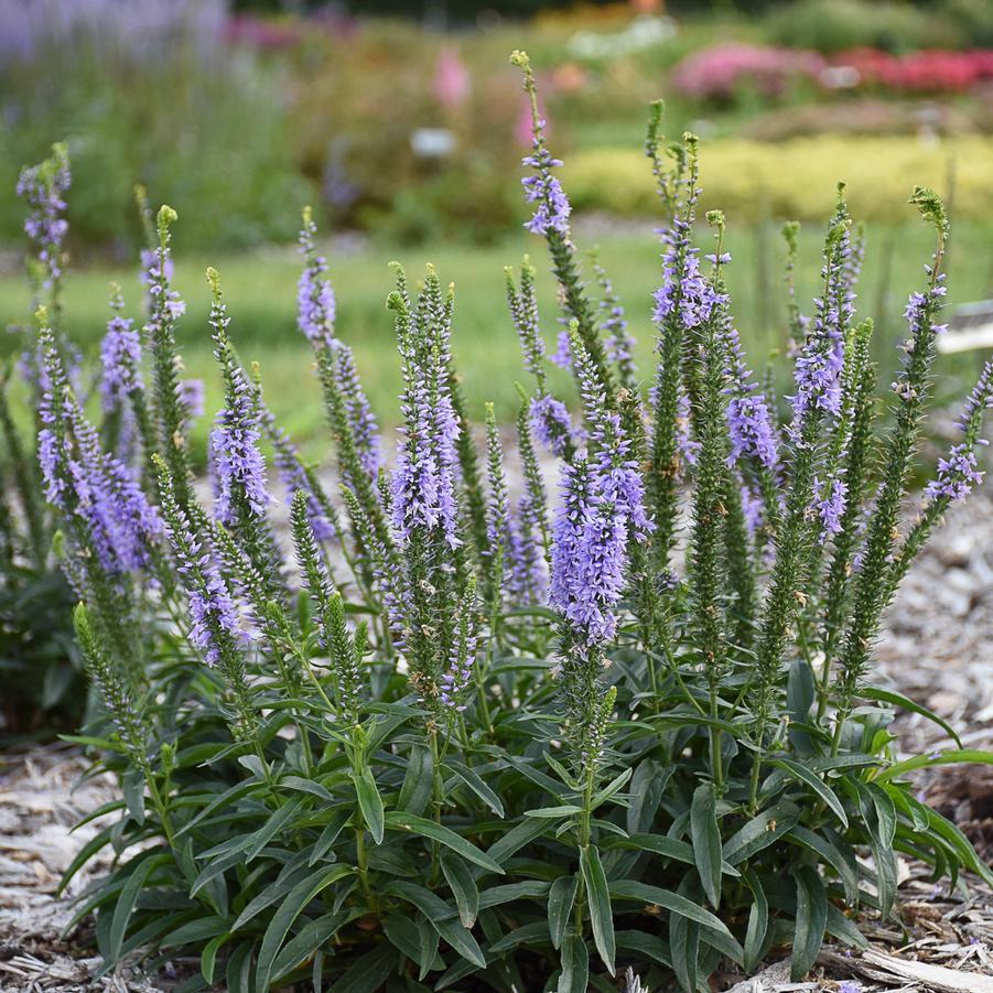 Veronica 'magic Show Ever After' - View 24 from www redcrocus com