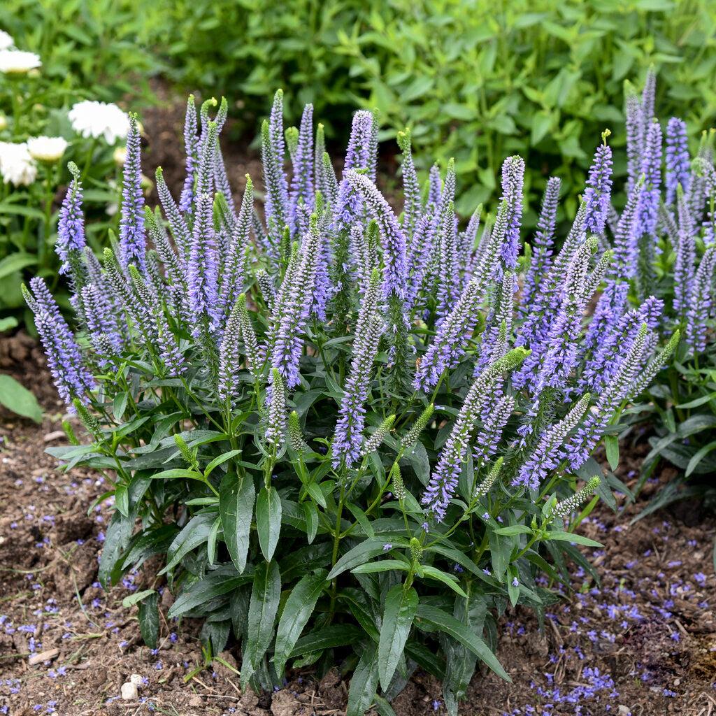Veronica 'magic Show Ever After' - View 25 from www redcrocus com